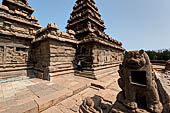 Mamallapuram - Tamil Nadu. The Shore Temple. The sculpture of Durga lion with the goddess seated on the right hind leg.